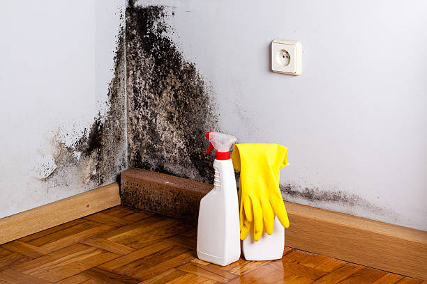 Best Residential Mold Remediation in Washoe Valley, NV